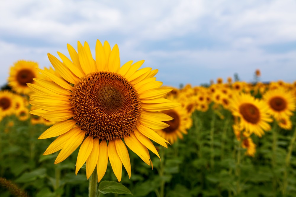 今さら聞けない 知らないと恥ずかしい暑中見舞いと残暑見舞いのマナー リクナビnextジャーナル