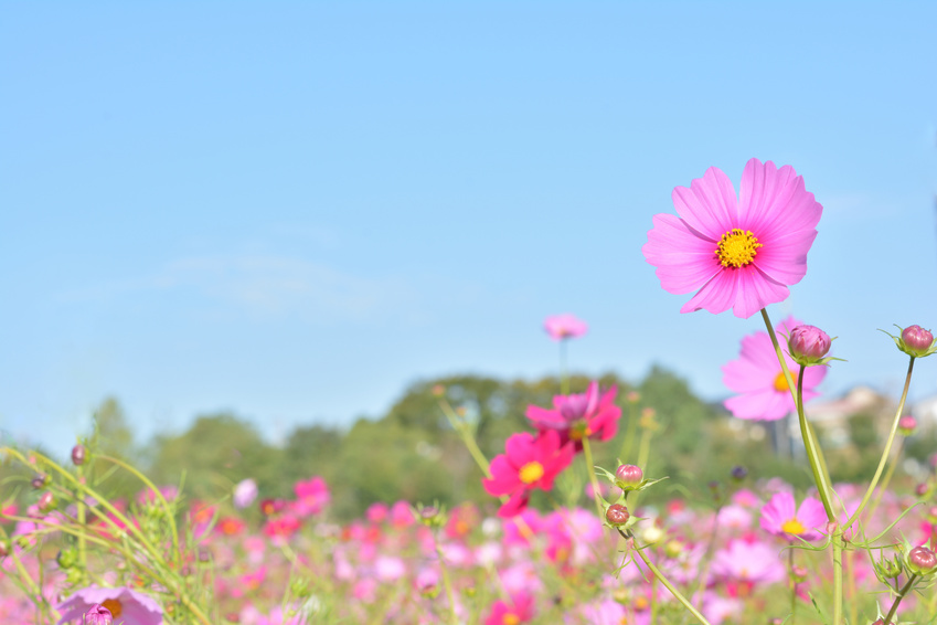 17年のシルバーウィークはいつから 何連休になるの リクナビnextジャーナル