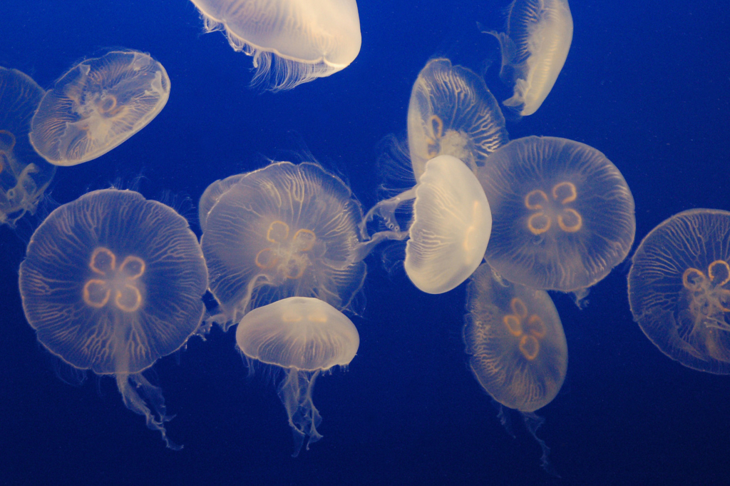 クラゲのように優雅な仕事 水族館ガール 新江ノ島水族館のクラゲ飼育員にお仕事インタビュー リクナビnextジャーナル